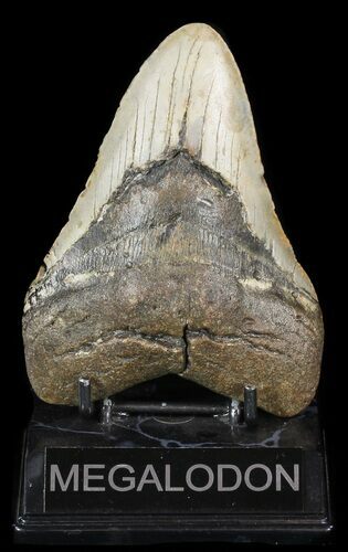 Bargain, Megalodon Tooth - North Carolina #47199